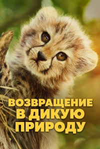 Постер «Возвращение в дикую природу»